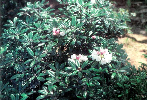 R. 'Wild Wealth'