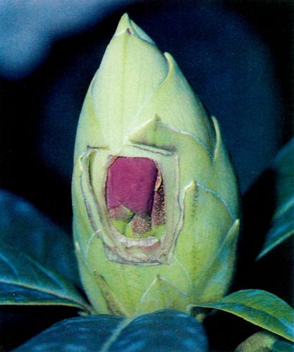 Bud after 7 days.