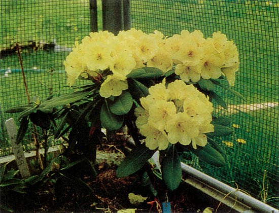 R. 'Vinecrest'