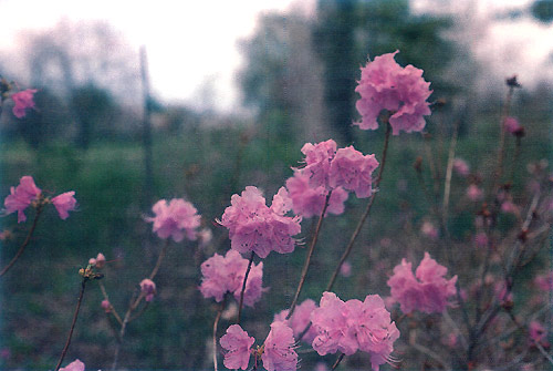 R. mucronulatum