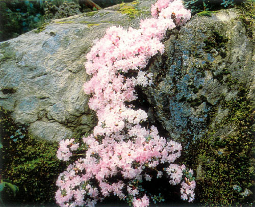 R. 'Rose Elf'