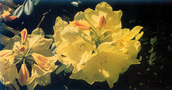 R. 'Crest'