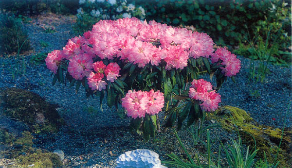 R. metternichii