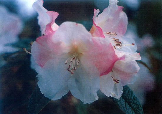 R. edgeworthii