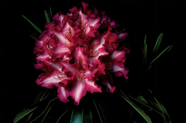 R. 'Marley Hedges'