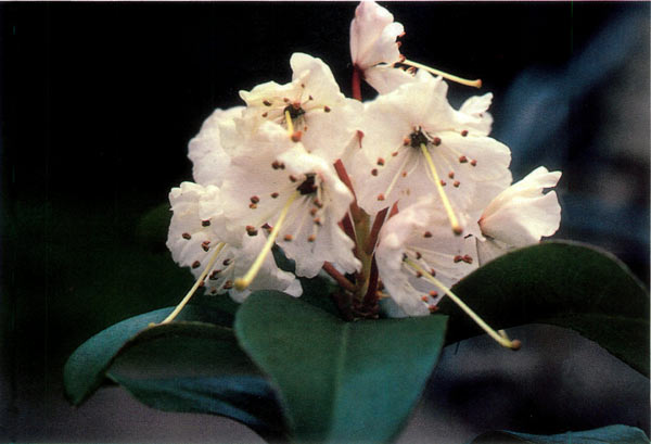 R. 'Nosuchianum'
