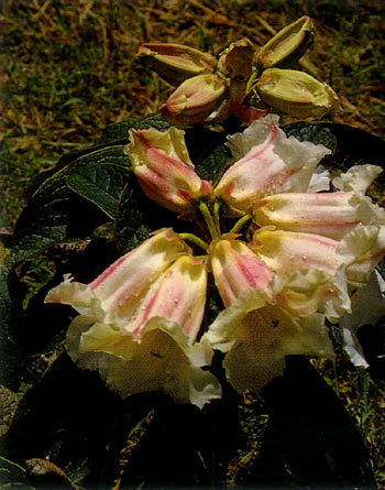 R. nuttallii