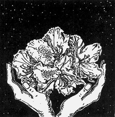 rhododendron drawing