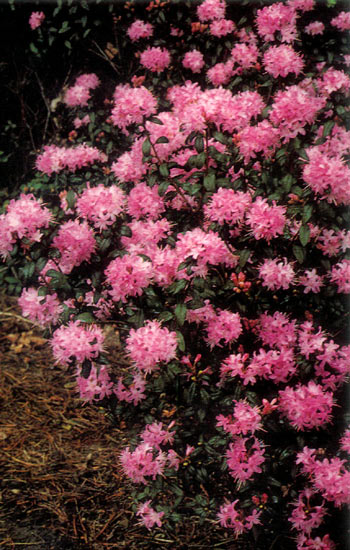 R. 'Nahanni'