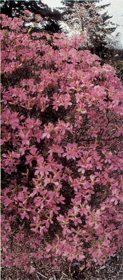 R. 'Fraseri' in John Massot's
Richmond, B.C. Display Garden. 