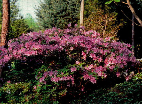 R. 'Lady Locks'