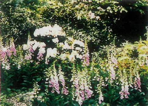 Croben garden