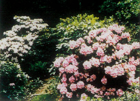 Vineland garden