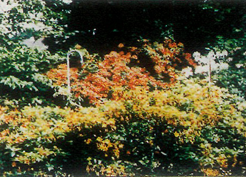 Fritz garden