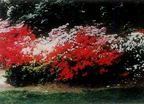 Toronto garden