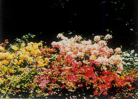 Croben garden
