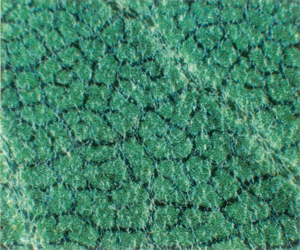 Underside of young leaf of
R. forrestii ssp. forrestii