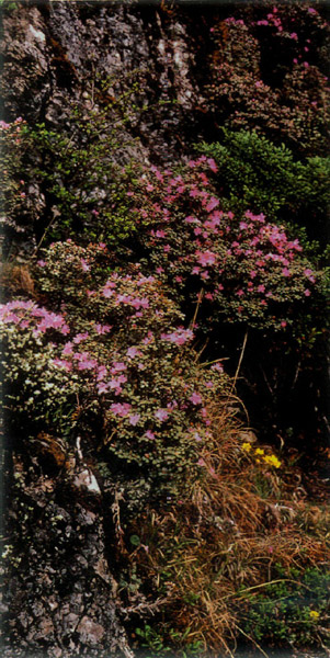 Photo 3 R. rupicola growing 
in limestone crevices