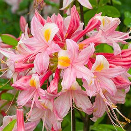 R. 'Choptank Rose'