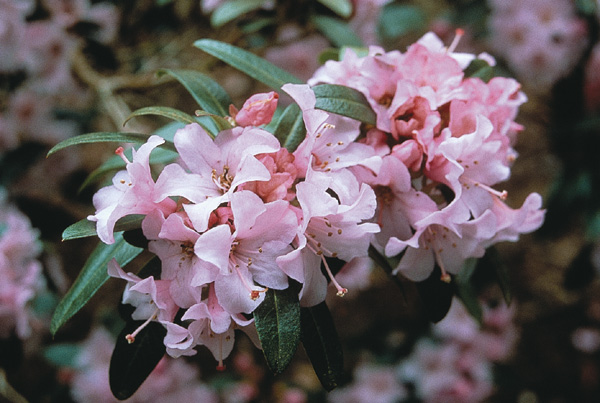 R. R. tephropeplum