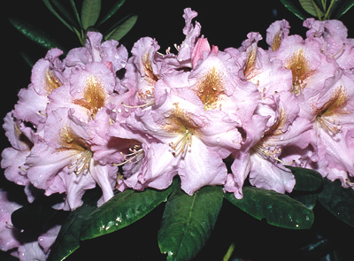 R. 'Janet Blair'