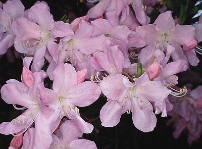 R. schlippenbachii