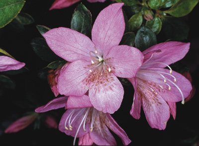 R. 'Dayspring'