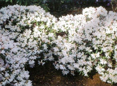 R. 'Dora Amateis'