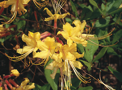 R. austrinum