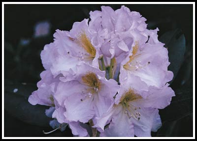R. 'Anne Goss'