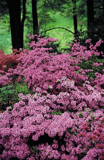 Jenkins Arboretum