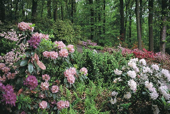 Jenkins Arboretum