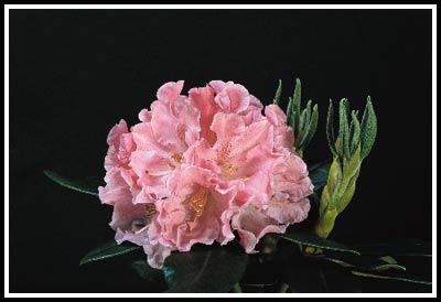 R. 'Weldy'