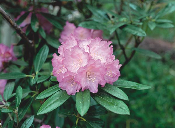 R. 'Yashiro Homare'