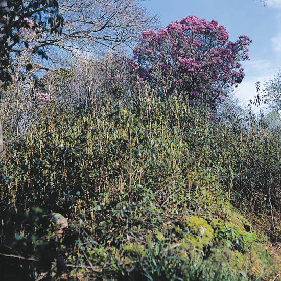 R. yunnanense