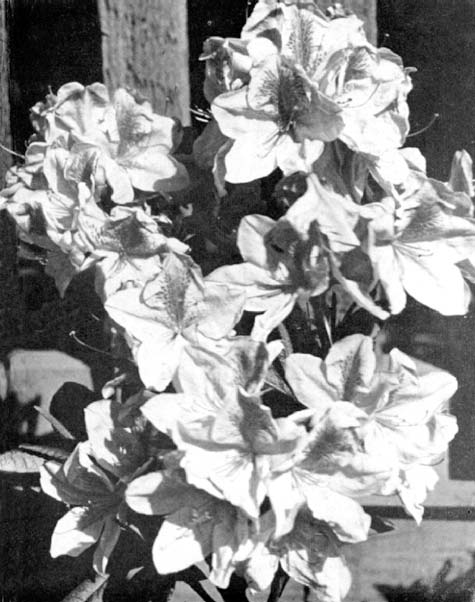 R. 'Pink Treasure'