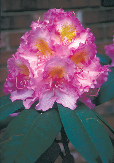 R. 'Ring's Monarch'