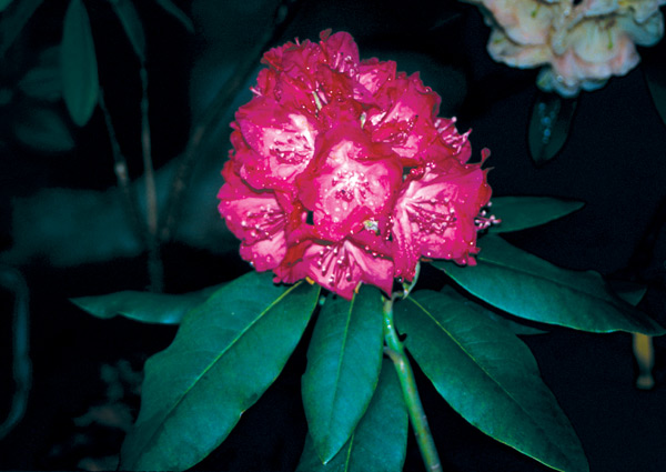 R. 'Rougemont'