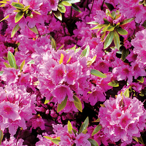 R. 'Herbert'