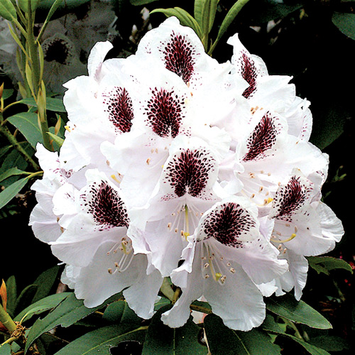 R. 'Calsap'