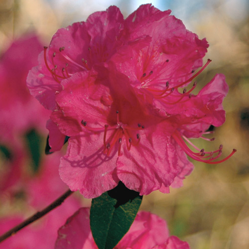R. 'Milestone'
