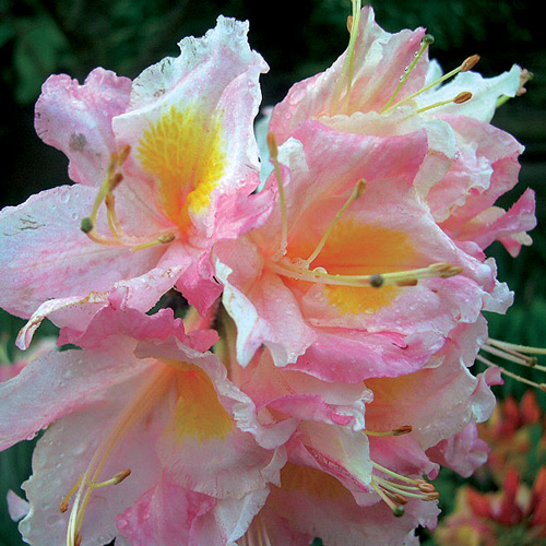 R. 'Cecile'