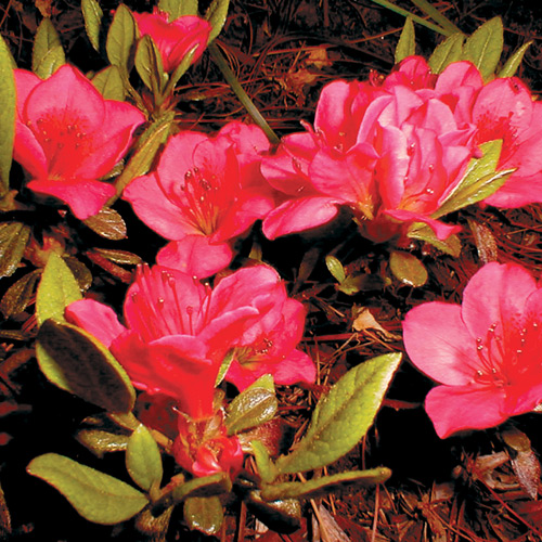 R. 'Bixby'