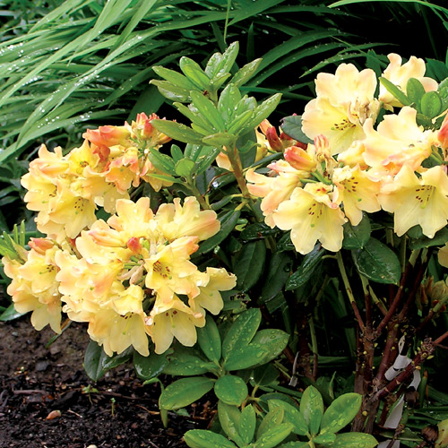 R. 'Nancy Evans'