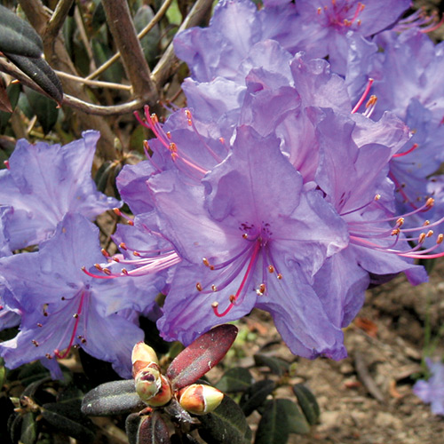 R. 'Blaney's Blue'