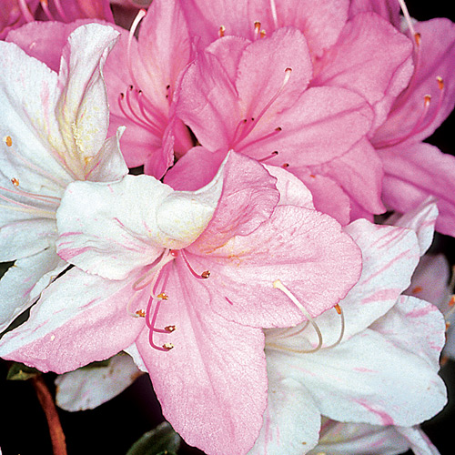 R. 'Mitsuki'