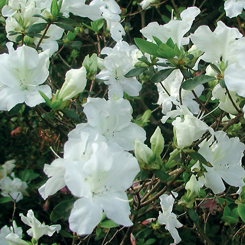 R. 'Alaska'