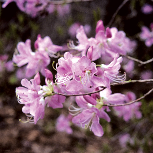 R. vaseyi