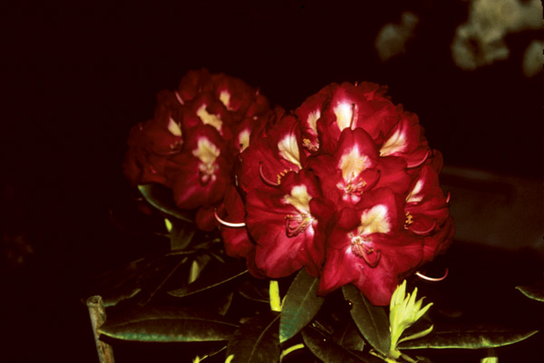 R. 'My Red Ferrari'