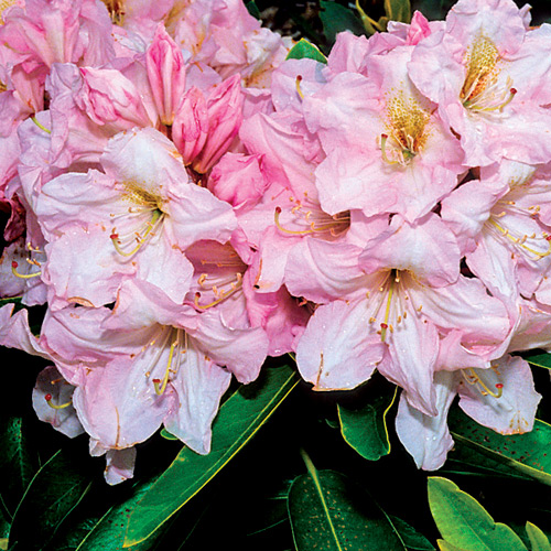 R. 'Caroline'